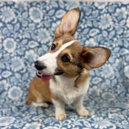 Prince - Red male Pembroke Welsh Corgi puppy in Columbia, Tennessee from Wiggle B Ranch Corgis