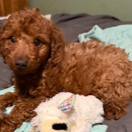 Toby - Apricot male Goldendoodle puppy in Centralia, Missouri from Oodles Of Doodles Mo.