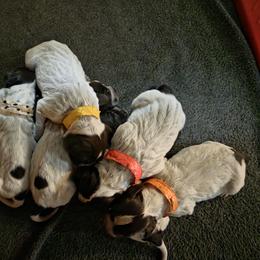 Boy 3 - male Wirehaired Pointing Griffon puppy in Hawarden, Iowa from Sunday Best Griffons