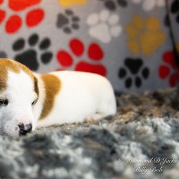 Russell Terrier Puppies from Diamond D Jacks
