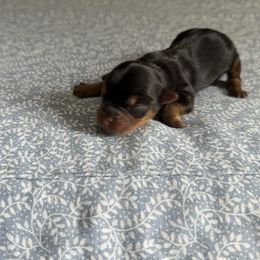 Girl 2 - Black and tan female Yorkshire Terrier puppy in Maple Grove, Minnesota from Cuddle Wind Yorkies