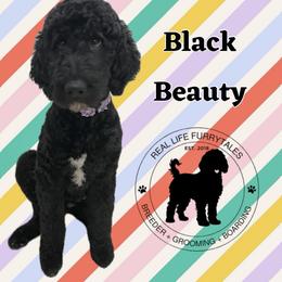 Beauty - Goldendoodle