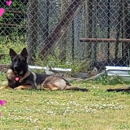 German Shepherds from Charlene Best's German Shepherds