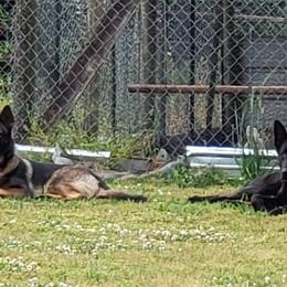 German Shepherds from Charlene Best's German Shepherds