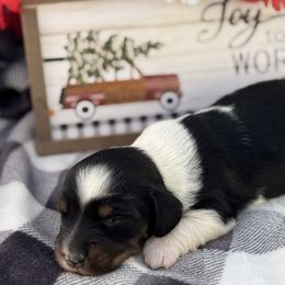 Benny - Piebald male Dachshund puppy in Colbert, Oklahoma from Brooke Crenshaw
