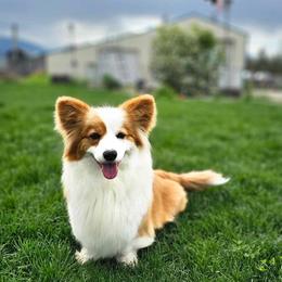 Foxy - Red female Pembroke Welsh Corgi puppy in Valley, Washington from Enchanted Valley Paws