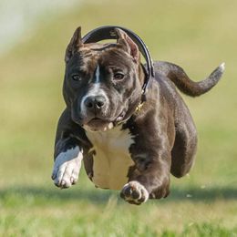 Lyric - American Pit Bull Terrier