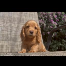 Sherbert - Red male Dachshund puppy in Floresville, Texas from Muddy River Dachshunds
