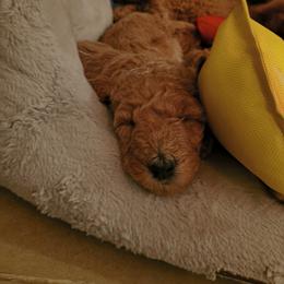 Girl 2 - female Goldendoodle puppy in Knoxville, Tennessee from Kokoh Doodles