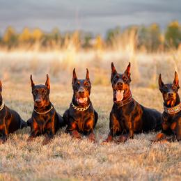 Doberman Pinscher puppies from Blacklist Dobermans