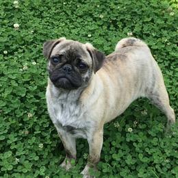 Shazam - Pug