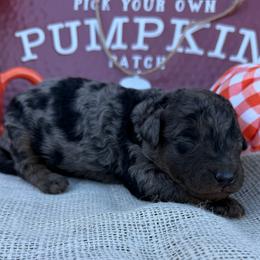 Hyacinth - Blue merle female Bordoodle puppy in Canfield, Ohio from Poo's Doo's & Inu's