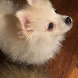 Tofu - Cream male Pomeranian puppy in El Centro, California from BabyBooPoms