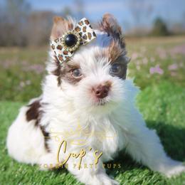 Demi Amora Bullis of Nottingham (Emmy) - Parti female Yorkshire Terrier puppy in Austin, Arkansas from Cup's Yorkie Parti Pups