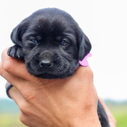 Purple Girl - Black female Labrador Retriever puppy in Linville, Virginia from Virginia Labradors