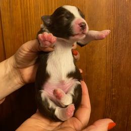 Apples - Red & white female Miniature Australian Shepherd puppy in Marysville, Washington from Garay Mini Aussies