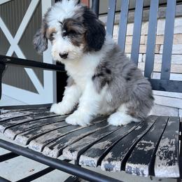 Anna - Blue merle female Bernedoodle puppy in Holtwood, Pennsylvania from Country Ridge Puppies