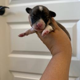 Pencil - White and red male Pembroke Welsh Corgi puppy in Red Bluff, California from Wilder Ranch Corgis
