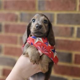 Dachshund Puppies from Royal Dackel Haus