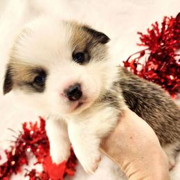 Luke - Red male Pembroke Welsh Corgi puppy in Cleveland, Tennessee from Sunnyhill Corgis