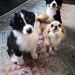 Miniature American Shepherd Puppies from Jem Miniature American Shepherds
