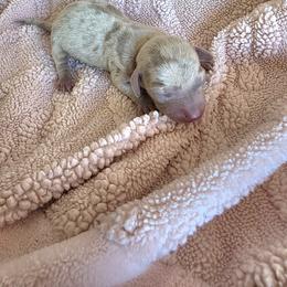 Lily - Dapple female Dachshund puppy in Los Angeles, California from One love doxies