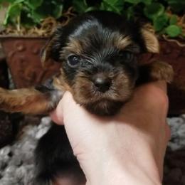 Jade - Black and tan male Yorkshire Terrier puppy in Hot Springs, Arkansas from Kimberly's Lovable Littles