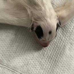 Girl 1 - White female Silken Windhound puppy in Corry, Pennsylvania from Amy Burkhart
