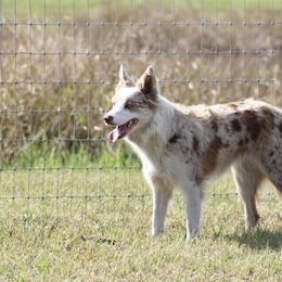 American Corgi, Border Collie, and Pembroke Welsh Corgi Puppies from Cowtown Corgis & Border Collies