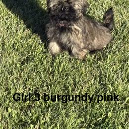 Girl 3 - Black gold and silver female Shih Tzu puppy in Rock, West Virginia from Willow Tree Haven Shih Tzu