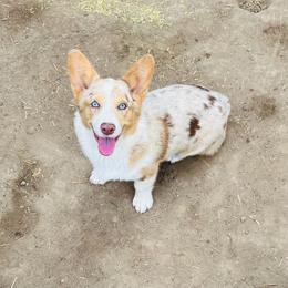 Kaluha - American Corgi