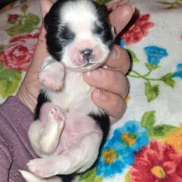 Milky - Black and white female Shih Tzu puppy in Memphis, Tennessee from Lady and the Tramp