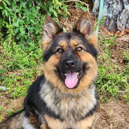 Raya - German Shepherd