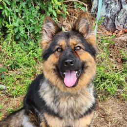 Raya - German Shepherd