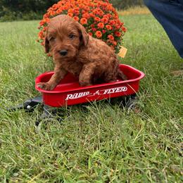 Cash - Red  male Goldendoodle puppy in Statesville, North Carolina from Ashley's Doodles