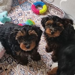 Yorkipoo puppies from Desert Flower Breeders