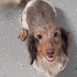 Maverick - Dachshund