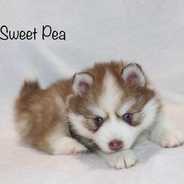 Sweet Pea - Chocolate female Pomsky puppy in Denham Springs, Louisiana from Bayouland Pomskies