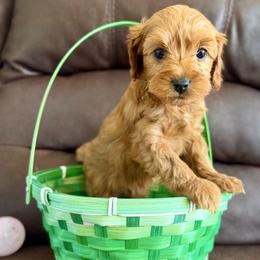 Boy 3 - Apricot male Cavapoo puppy in Gatesville, Texas from Country Club Cavapoos