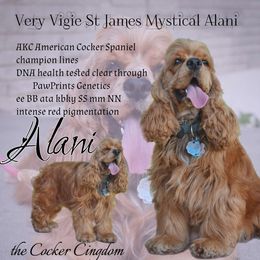Alani - Cocker Spaniel