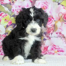 Clifford - Black and white male Sheepadoodle puppy in Lowry City, Missouri from Cooper Creek Puppies