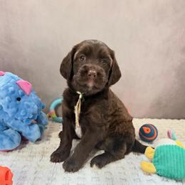 Teal Collar Girl - Chocolate female Australian Labradoodle puppy in Saint Louis, Missouri from Gateway Australian Labradoodles