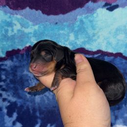 Black and tan - Black and tan female Dachshund puppy in Liberty, Mississippi from Liberty Oaks Aussies and Dachshunds