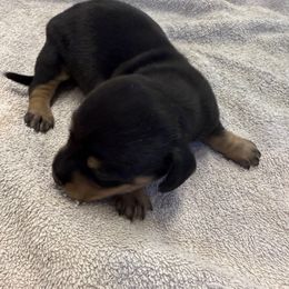 Boy 1 - Black and cream male Dachshund puppy in Spokane, Washington from Dearhaven Doxie