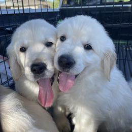 Golden Retriever Puppies from Retrieving Goldens
