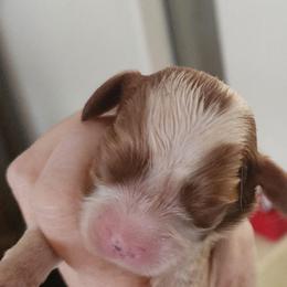Two - Blenheim male Cavalier King Charles Spaniel puppy in Albany, Oregon from Hit Parade Cavaliers