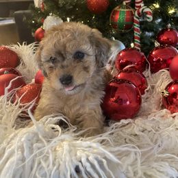 Bernedoodle and Havapoo Puppies from Precious Paws and Purrs