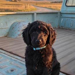 Ash - Blue male Poodle puppy in Moncks Corner, South Carolina from Charleston Reds Standard Poodles and Whippets