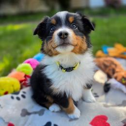 Janis - Black tri female Miniature American Shepherd puppy in Kalama, Washington from Lone Pine Miniature American Shepherds