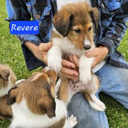 Old Time Scotch Collie Puppies from Ashgrove Farm